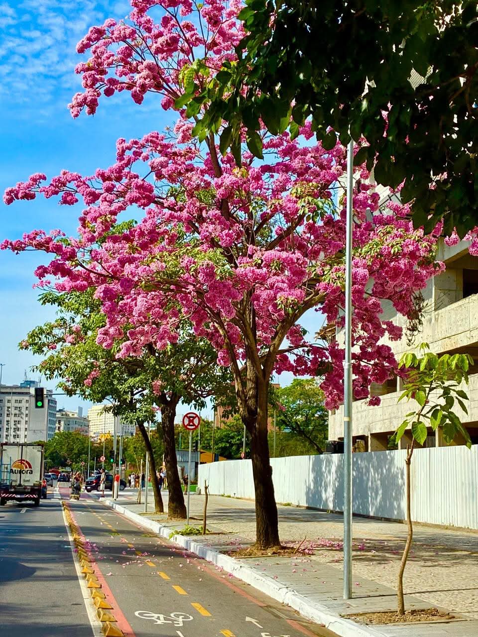 Ipês Floridos em Niterói: A Beleza Natural da Cidade