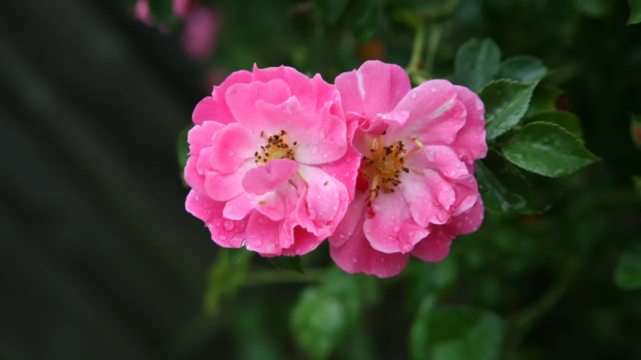 Como Cuidar da Rosa-da-China: 9 Dicas para Manter a Floração Constante o Ano Todo