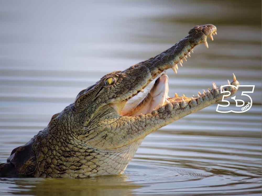 Crocodilo Flagrado Relaxando em Piscina de Hotel de Luxo