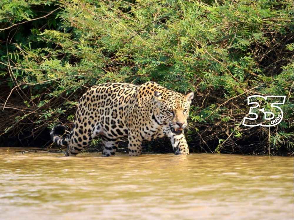 Duelo Mortal Entre Onça-Pintada e Jacaré Gigante: Desfecho Surpreendente