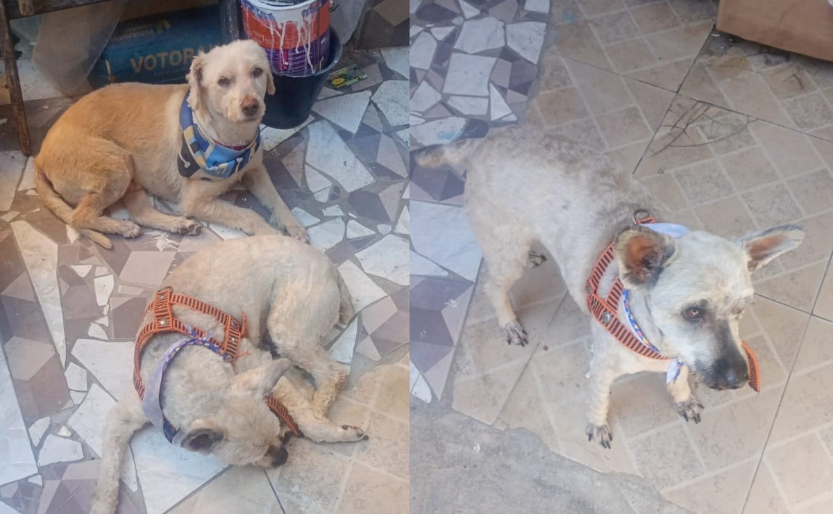 Cães Desaparecem em Curitiba após Tutor Deixá-los com Vizinho Durante Viagem ao Acre