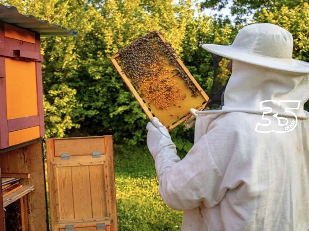 Mel no ES: Meta de Produção Atinge Mil Toneladas até 2032