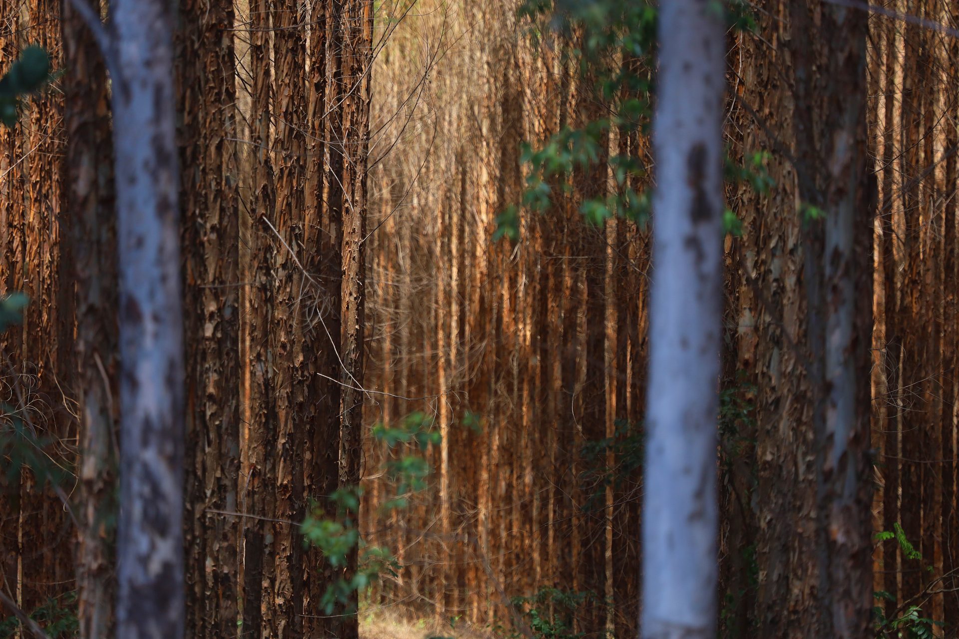 Crescimento de 40% na Base Florestal do Vale da Celulose em Mato Grosso do Sul até 2028