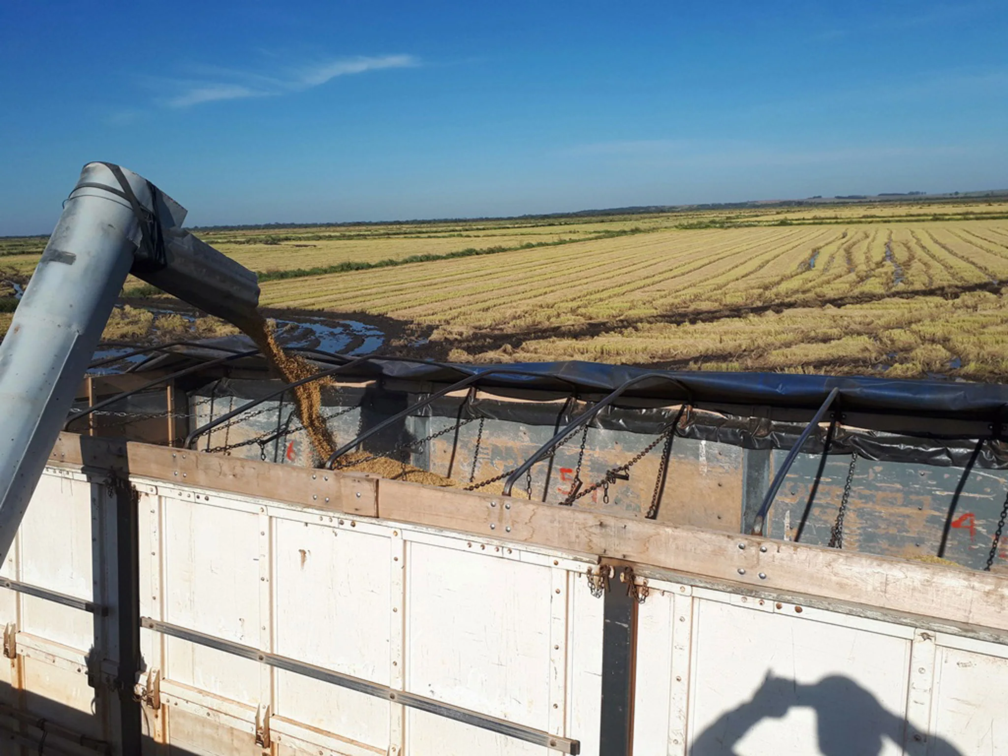 Medidas da Conab para Movimentar 630 Mil Toneladas de Arroz e Apoiar Setor Produtivo