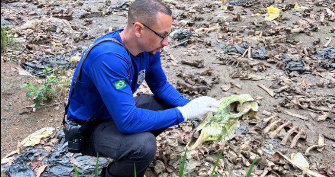 Descoberta de 17 Cabeças de Animais em Abate Clandestino em Aracruz por Policiais
