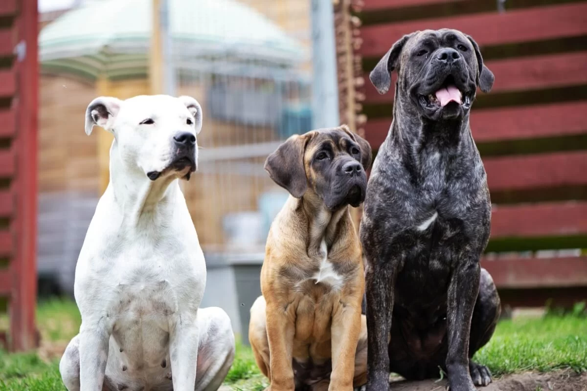 Cane Corso vs Dogo Argentino: 7 Diferenças Principais entre as Raças de Cachorros